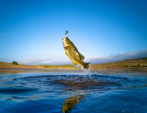 Fishing in Michigan in June: Your Guide to the Best Species and Tips