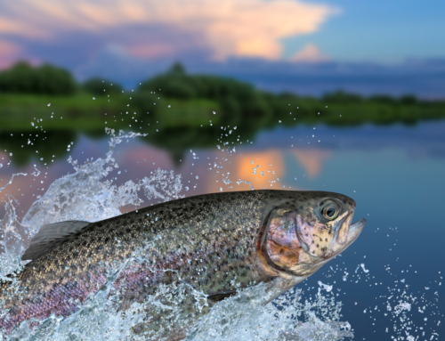 Top Lake Fishing Tips for a Successful Day on the Water