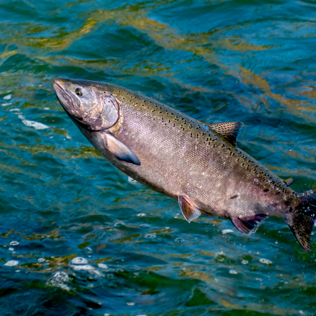 chinook salmon fishing