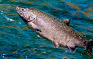 chinook salmon fishing