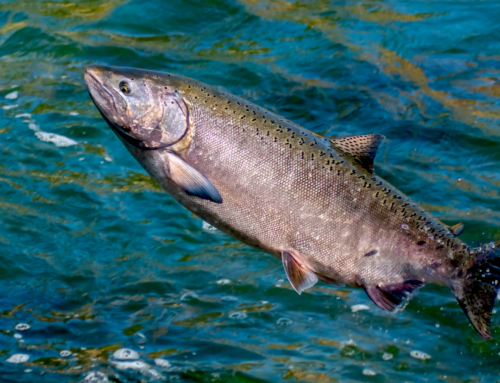 Chinook Salmon Fishing